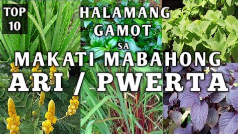 TOP 10 HALAMANG GAMOT SA PANGANGATI NG ARI .